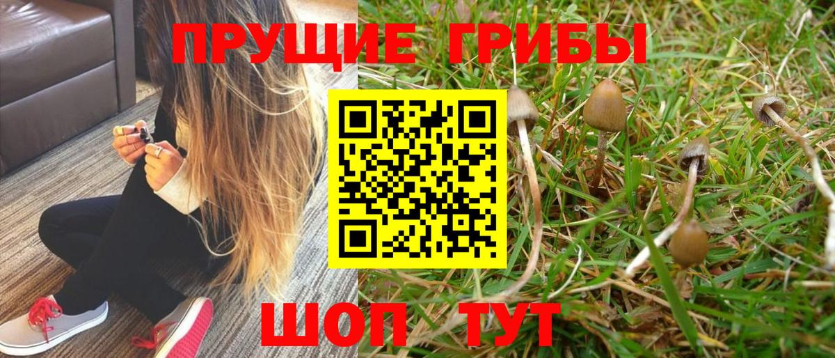 Псилоцибиновые грибы GOLDEN TEACHER Евпатория